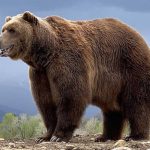 Grande Urso na Natureza