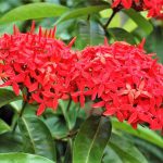 Ixora Chinesa Vermelha