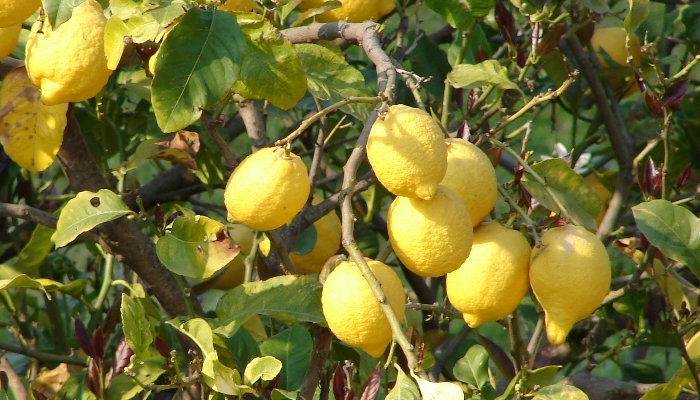 Quais São as Flores que Dão Frutos?