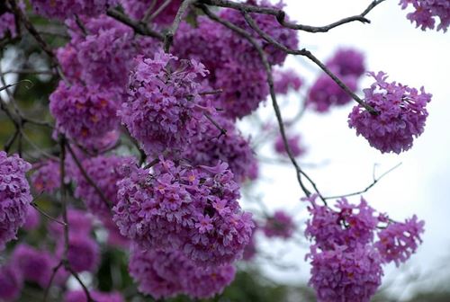 Tudo Sobre a Flor Ipê Roxo: Características e Nome Cientifico