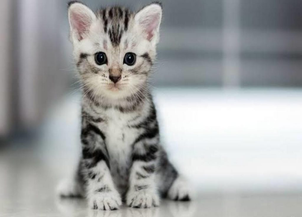 Qual é o Menor Gato do Mundo?