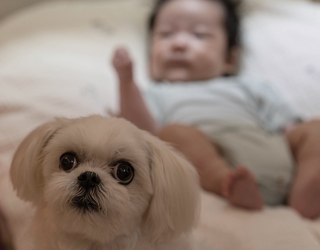 Quando o Bebê pode ter Contato com Cachorro?