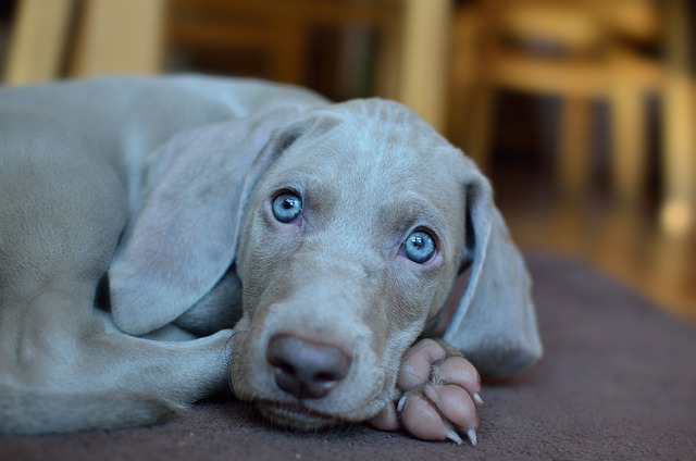 Tudo Sobre a Raça Weimaraner: Características e Fotos