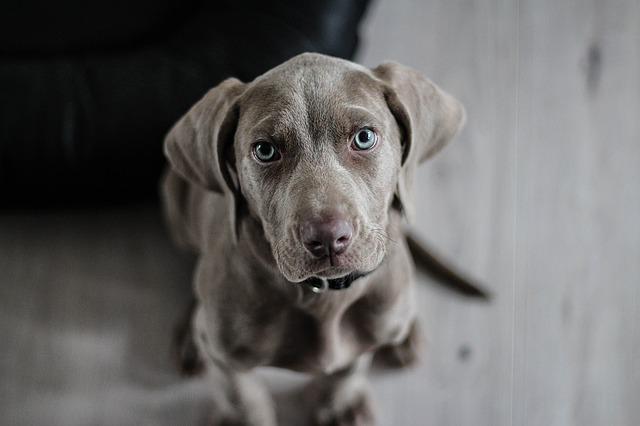 História do Weimaraner, Personalidade e Origem da Raça