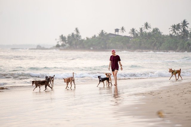 O Que Acontece se Não Levar o Cachorro para Passear?