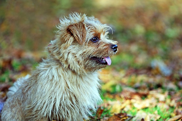 História do Norfolk Terrier, Personalidade e Origem da Raça