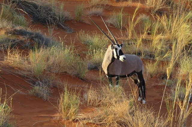 Tudo Sobre o Orix: Características, Nome Científico e Fotos