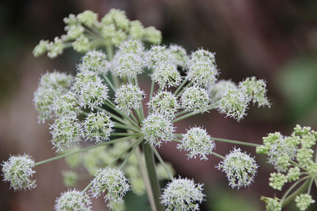 Tudo Sobre a Flor Angélica: Características e Nome Científico