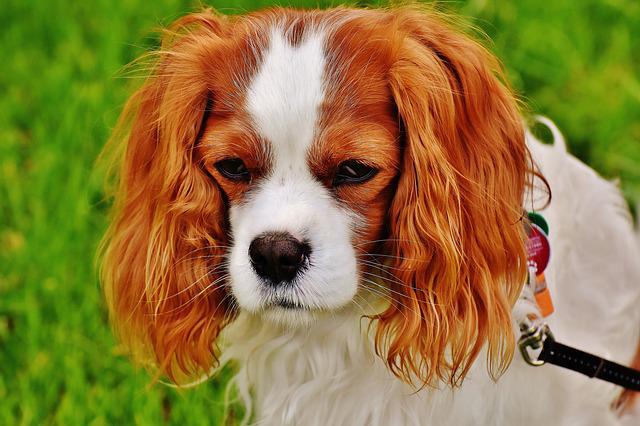 Cachorro Pega Varíola do Macaco?