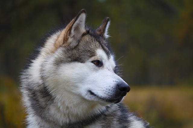 História do Malamute do Alasca, Personalidade e Origem da Raça