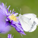 Borboleta na Flor