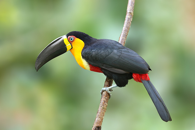 A Beleza do Tucano-de-bico-preto: Bico Colorido e Voos Excepcionais