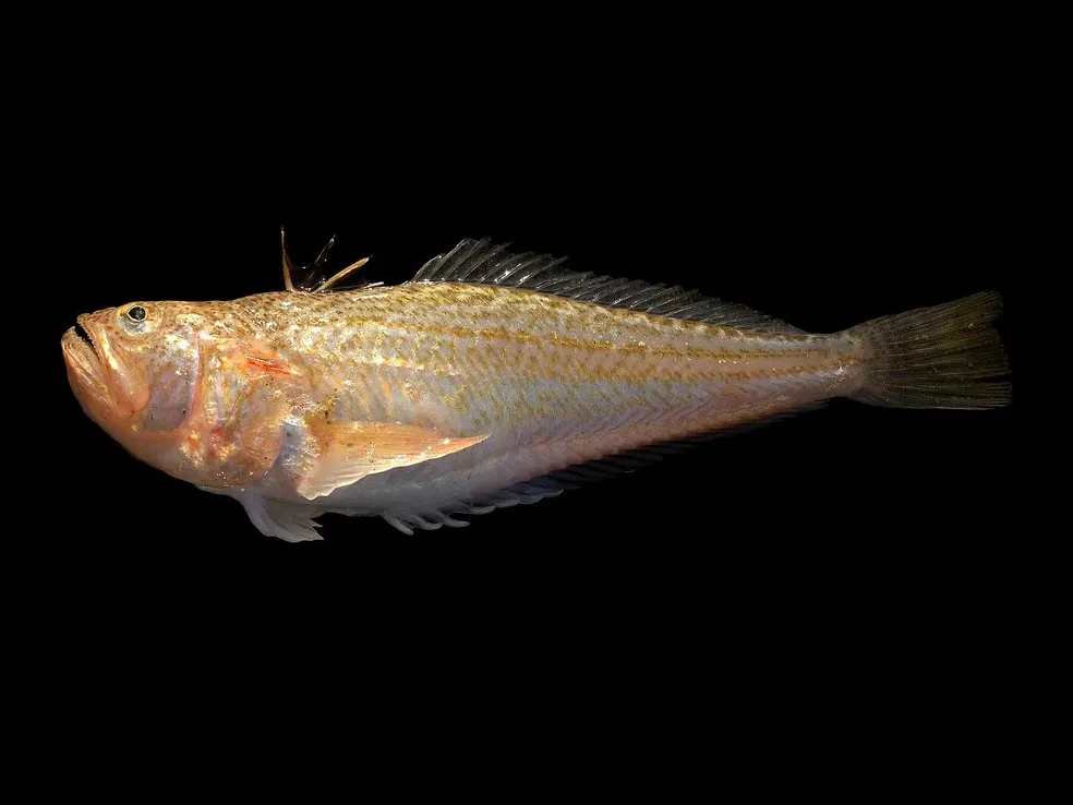 A Imponência do Peixe-Aranha: Beleza e Mistério Subaquático
