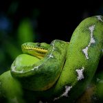 Anaconda Verde