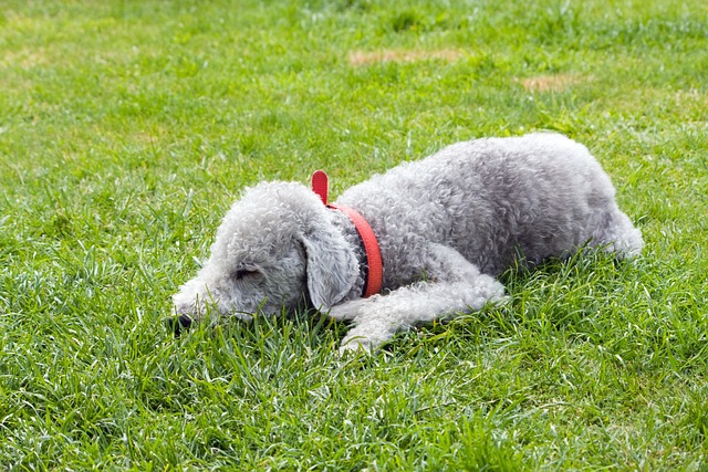 Características do Bedlington Terrier: Elegância e Personalidade Distintas