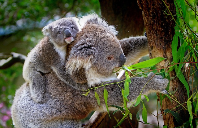 Habitat Natural dos Coalas: Uma Janela para a Vida Selvagem Australiana