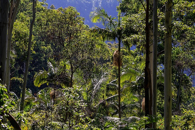 Florestas Tropicais da Austrália: Beleza Natural e Diversidade