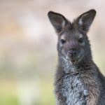 Wallaby
