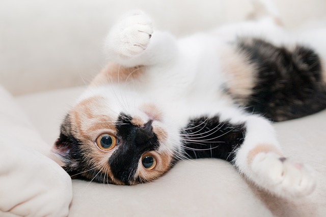 Como Lidar com Gatos Ariscos e Medrosos: Dicas para Conquistar sua Confiança
