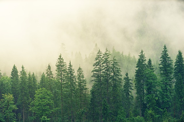 Florestas de Coníferas: A Importância dos Bosques Perenes