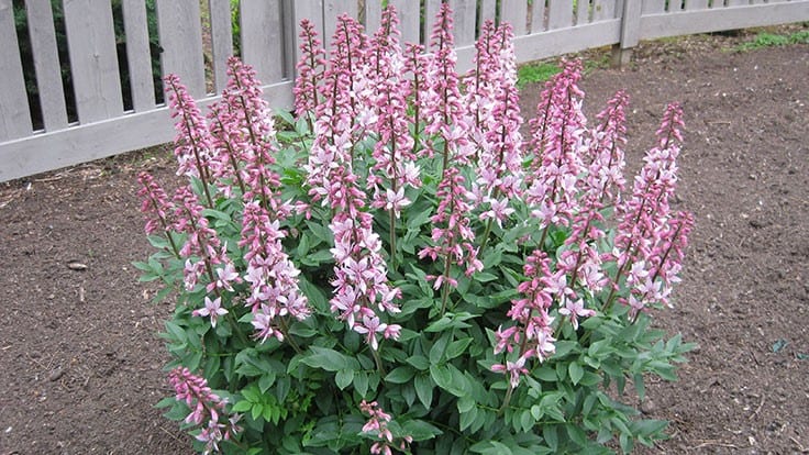 Fraxinella: Beleza e Mistério Botânico