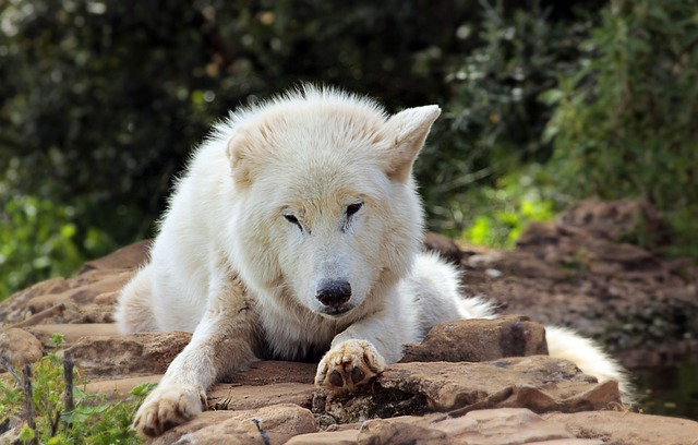Lobo do Ártico: Características, Habitat e Curiosidades (2026)