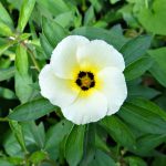 Turnera Subulata de Perto