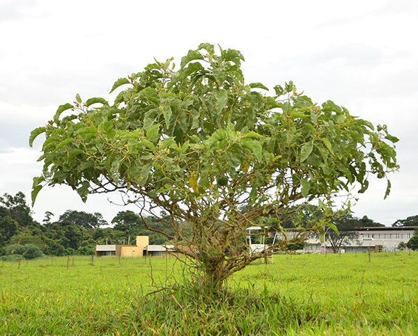 Lobeira: Papel na Biodiversidade