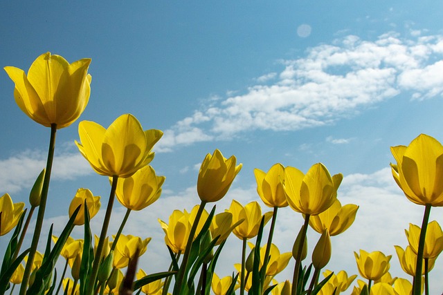 Tulipas: Cores e Seu Significado
