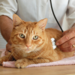 Gato Sendo Examinado pelo Veterinário