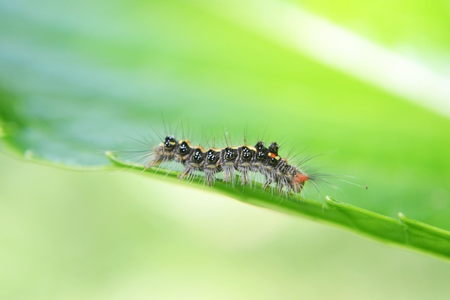Pragas no Jardim: Como Prevenir Infestações