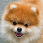 Lulu da Pomerânia Peludo