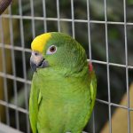 Papagaio na Gaiola