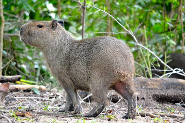 Cutia em Perigo de Extinção?