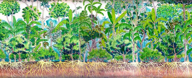 Agroflorestas: Princípios Básicos