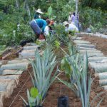 Pessoas Criando Agrofloresta