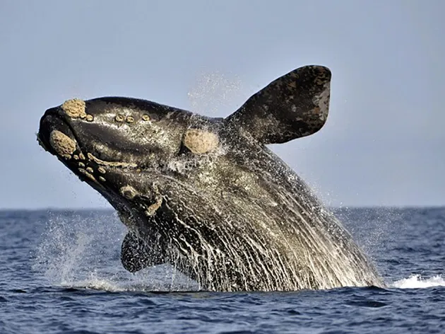 Animais Marinhos do Atlântico Sul