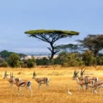 savana