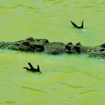 Crocodilo Caçando