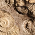 fósseis nas camadas geologicas