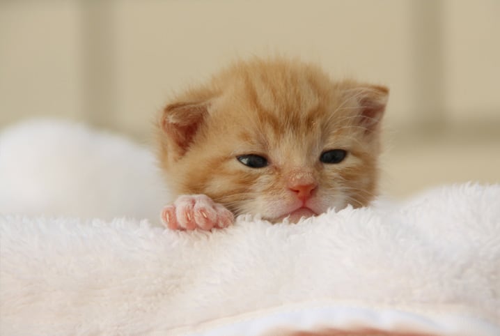 Como cuidar de um gato filhote da maneira correta?