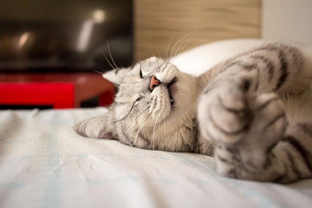 Por que os gatos ronronam?