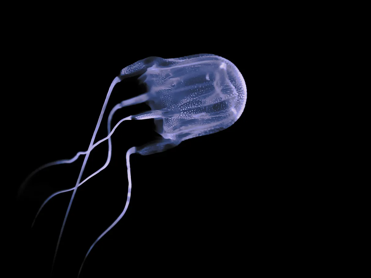 Os 10 Animais com Venenos Mais Potentes do Mundo (com ranking)
