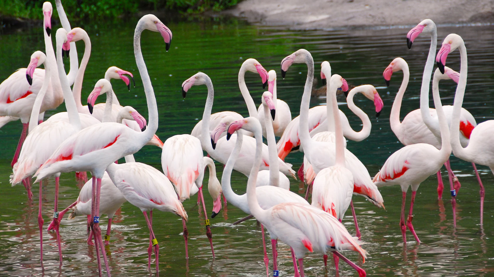 Por que os flamingos são cor-de-rosa?