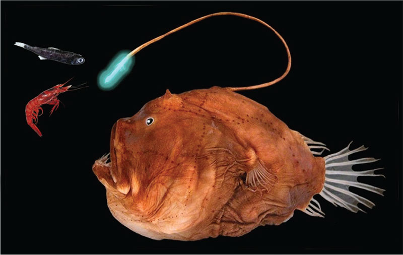 Peixe-Lanterna: Como Ele Brilha nas Profundezas do Mar