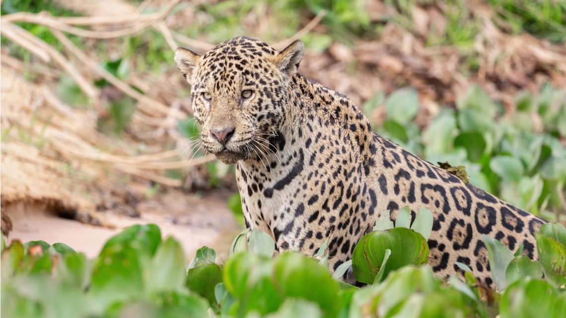 Como o desmatamento afeta os habitats dos grandes felinos