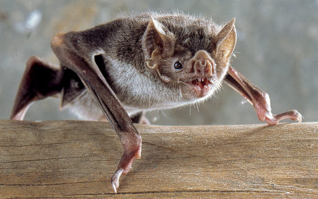 A importância dos morcegos para o equilíbrio ambiental