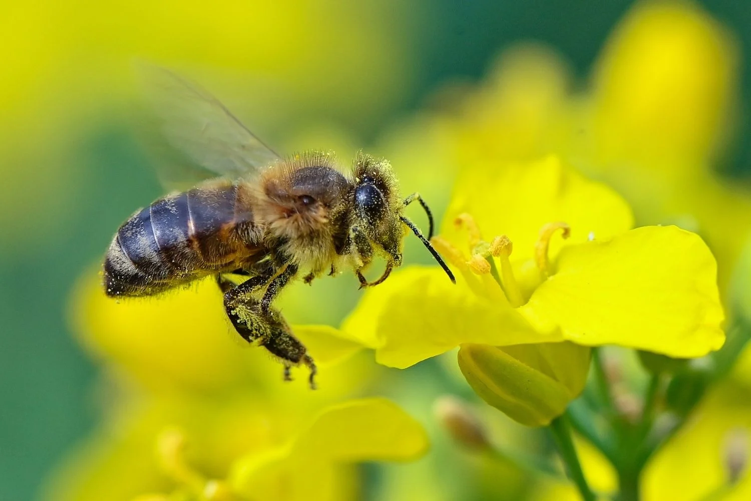 A importância da flora para a sobrevivência das abelhas