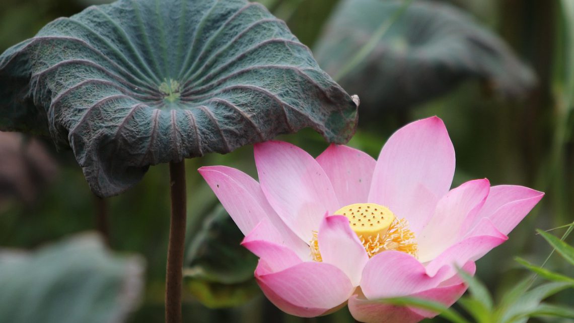 Biomimética: como a natureza inspira inovação e sustentabilidade