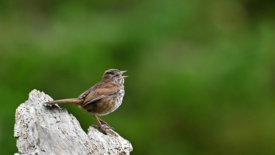 Ecologia acústica: o que os sons revelam sobre a saúde da natureza